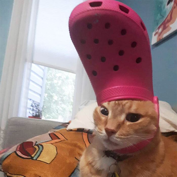 A Slipper On Your Pet’s Head Can Make Them Look Like The Pope, And Here Are 30 Pics To Prove It A Slipper On Your Pet’s Head Can Make Them Look Like The Pope, And Here Are 30 Pics To Prove It