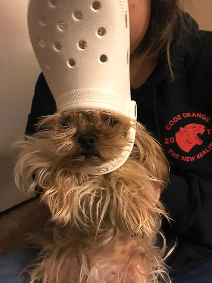 A Slipper On Your Pet’s Head Can Make Them Look Like The Pope, And Here Are 30 Pics To Prove It A Slipper On Your Pet’s Head Can Make Them Look Like The Pope, And Here Are 30 Pics To Prove It