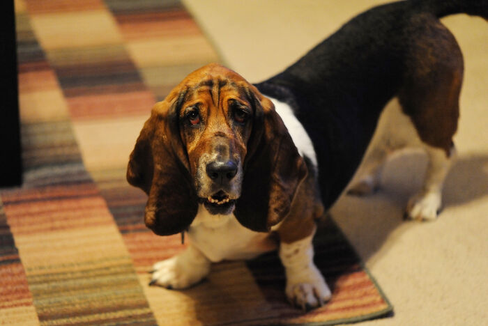 For Months, This Woman Mistakenly Kept Leaving Her Dog At This Office Thinking It’s A Dog Daycare For Months, This Woman Mistakenly Kept Leaving Her Dog At This Office Thinking It’s A Dog Daycare