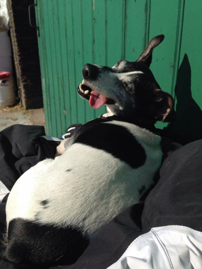 Share Unflattering Photos Of Your Pets (Closed) Share Unflattering Photos Of Your Pets (Closed)