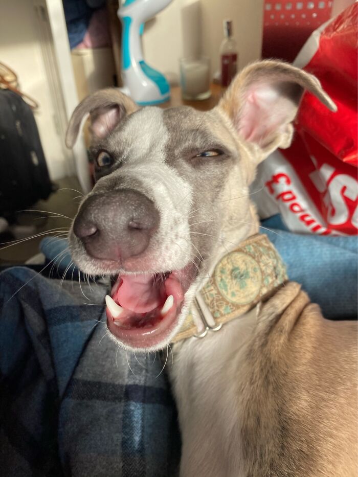 Share Unflattering Photos Of Your Pets (Closed) Share Unflattering Photos Of Your Pets (Closed)