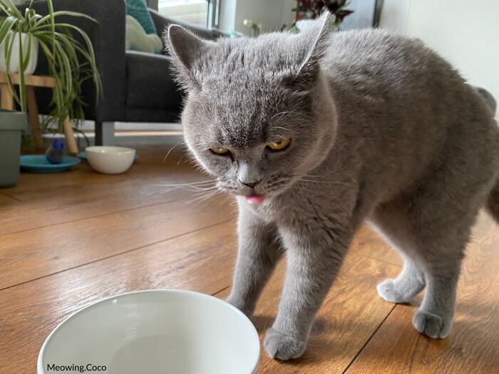 Share Unflattering Photos Of Your Pets (Closed) Share Unflattering Photos Of Your Pets (Closed)