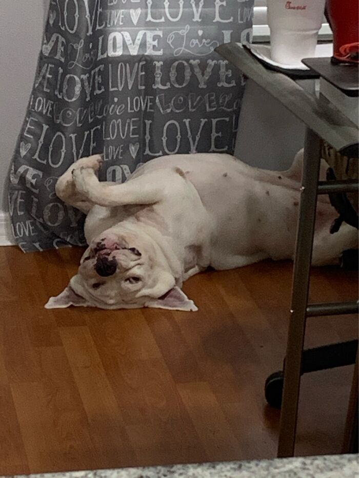 Share Unflattering Photos Of Your Pets (Closed) Share Unflattering Photos Of Your Pets (Closed)