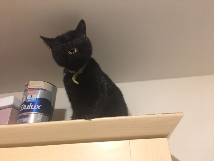 Share Unflattering Photos Of Your Pets (Closed) Share Unflattering Photos Of Your Pets (Closed)