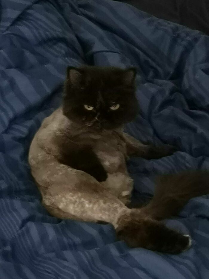 Share Unflattering Photos Of Your Pets (Closed) Share Unflattering Photos Of Your Pets (Closed)