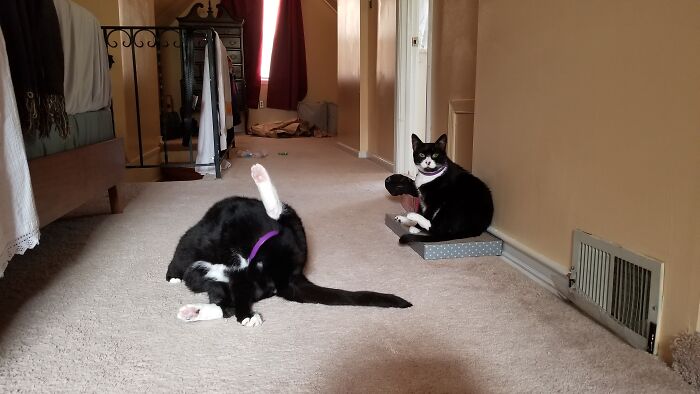 Share Unflattering Photos Of Your Pets (Closed) Share Unflattering Photos Of Your Pets (Closed)