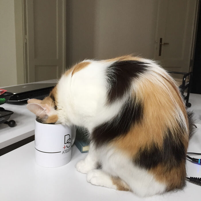 Share Unflattering Photos Of Your Pets (Closed) Share Unflattering Photos Of Your Pets (Closed)