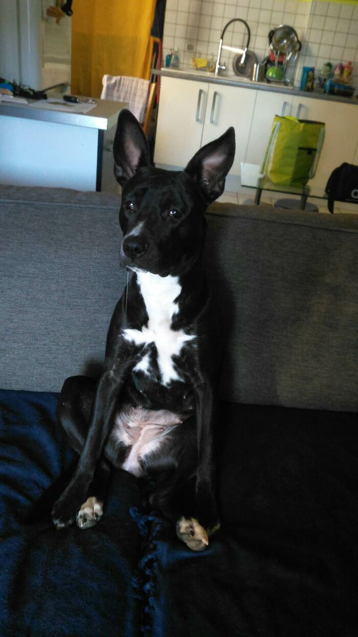 Share Unflattering Photos Of Your Pets (Closed) Share Unflattering Photos Of Your Pets (Closed)