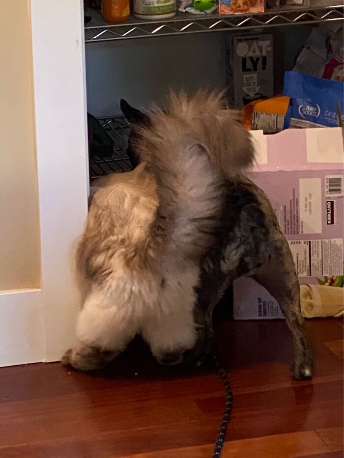 Share Unflattering Photos Of Your Pets (Closed) Share Unflattering Photos Of Your Pets (Closed)