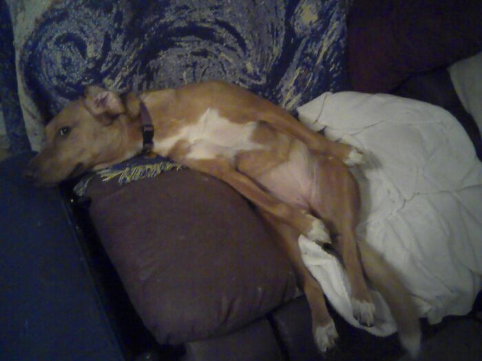 Share Unflattering Photos Of Your Pets (Closed) Share Unflattering Photos Of Your Pets (Closed)