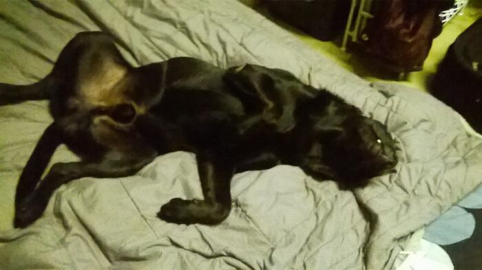 Share Unflattering Photos Of Your Pets (Closed) Share Unflattering Photos Of Your Pets (Closed)