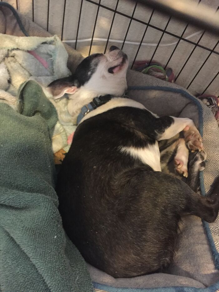 Share Unflattering Photos Of Your Pets (Closed) Share Unflattering Photos Of Your Pets (Closed)