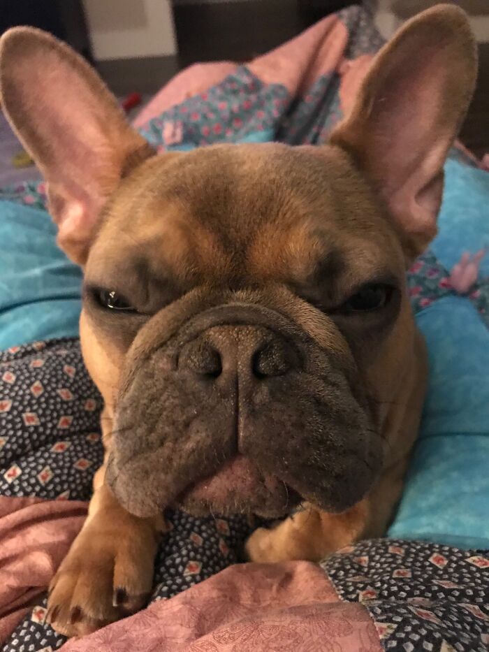 Share Unflattering Photos Of Your Pets (Closed) Share Unflattering Photos Of Your Pets (Closed)