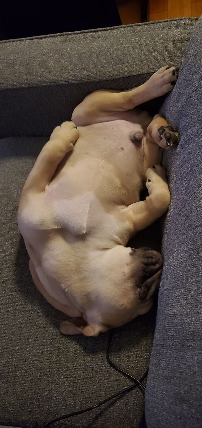 Share Unflattering Photos Of Your Pets (Closed) Share Unflattering Photos Of Your Pets (Closed)