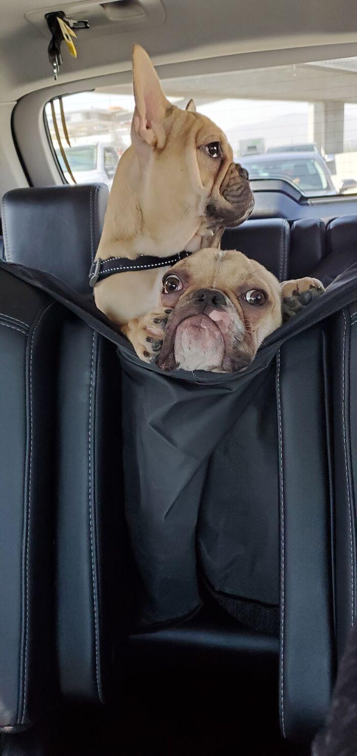 Share Unflattering Photos Of Your Pets (Closed) Share Unflattering Photos Of Your Pets (Closed)