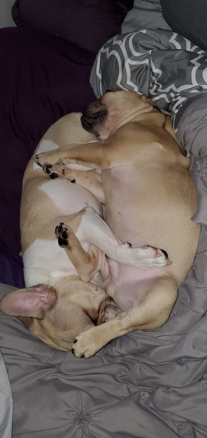 Share Unflattering Photos Of Your Pets (Closed) Share Unflattering Photos Of Your Pets (Closed)