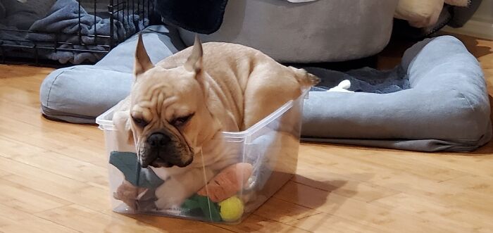 Share Unflattering Photos Of Your Pets (Closed) Share Unflattering Photos Of Your Pets (Closed)