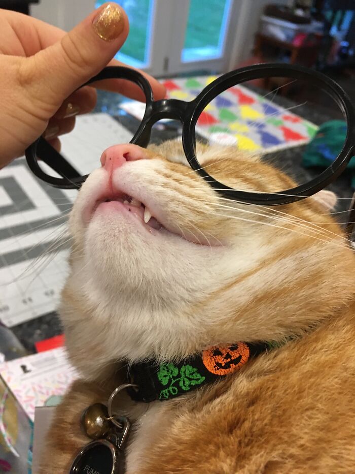 Share Unflattering Photos Of Your Pets (Closed) Share Unflattering Photos Of Your Pets (Closed)