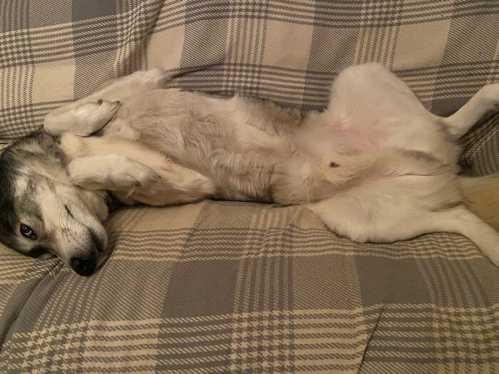 Share Unflattering Photos Of Your Pets (Closed) Share Unflattering Photos Of Your Pets (Closed)