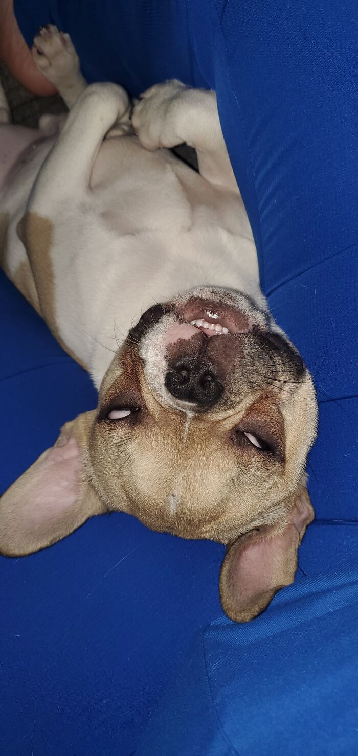 Share Unflattering Photos Of Your Pets (Closed) Share Unflattering Photos Of Your Pets (Closed)