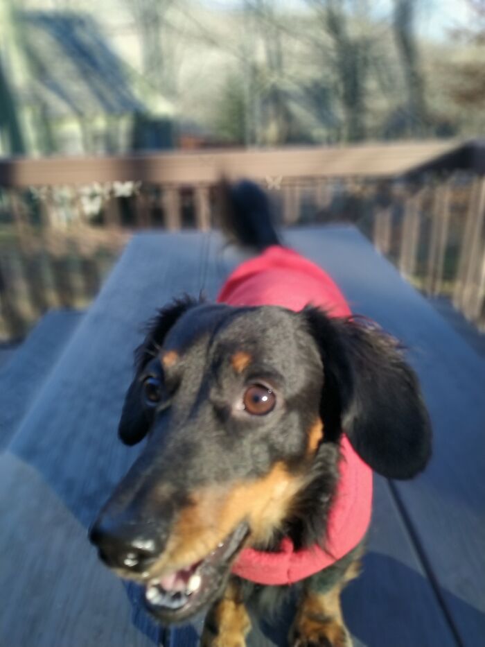 Share Unflattering Photos Of Your Pets (Closed) Share Unflattering Photos Of Your Pets (Closed)