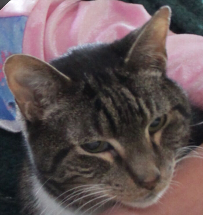 Share Unflattering Photos Of Your Pets (Closed) Share Unflattering Photos Of Your Pets (Closed)