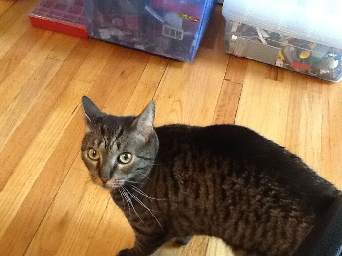 Share Unflattering Photos Of Your Pets (Closed) Share Unflattering Photos Of Your Pets (Closed)