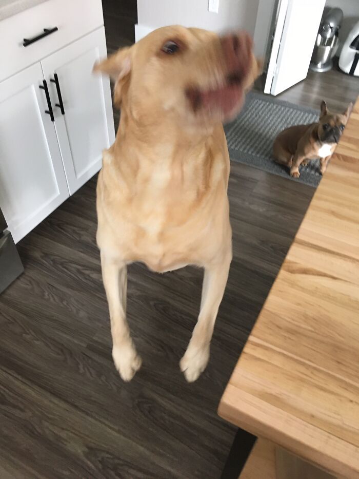 Share Unflattering Photos Of Your Pets (Closed) Share Unflattering Photos Of Your Pets (Closed)