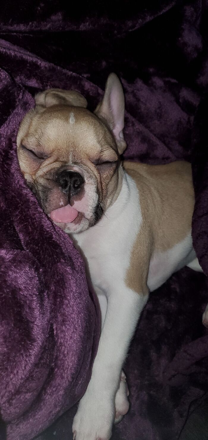 Share Unflattering Photos Of Your Pets (Closed) Share Unflattering Photos Of Your Pets (Closed)