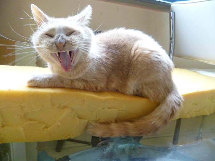 Share Unflattering Photos Of Your Pets (Closed) Share Unflattering Photos Of Your Pets (Closed)