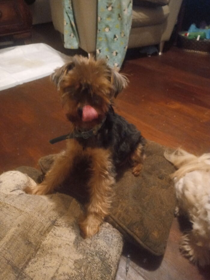 Share Unflattering Photos Of Your Pets (Closed) Share Unflattering Photos Of Your Pets (Closed)