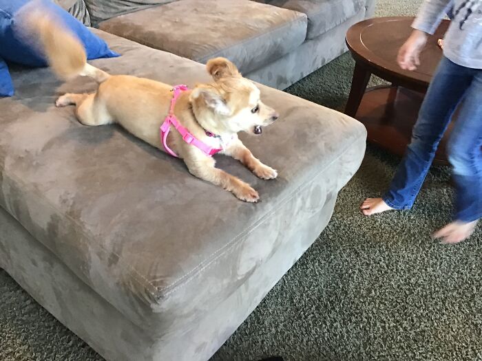 Share Unflattering Photos Of Your Pets (Closed) Share Unflattering Photos Of Your Pets (Closed)