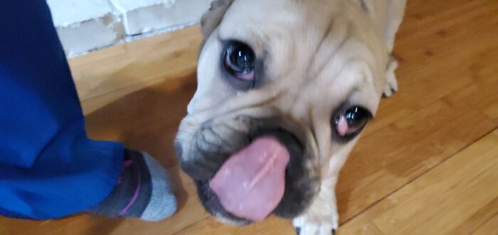 Share Unflattering Photos Of Your Pets (Closed) Share Unflattering Photos Of Your Pets (Closed)