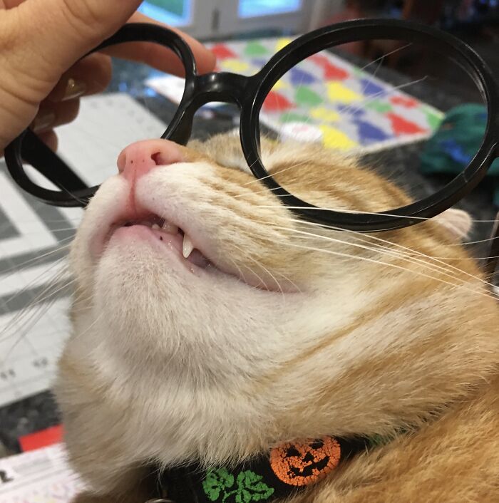 Share Unflattering Photos Of Your Pets (Closed) Share Unflattering Photos Of Your Pets (Closed)