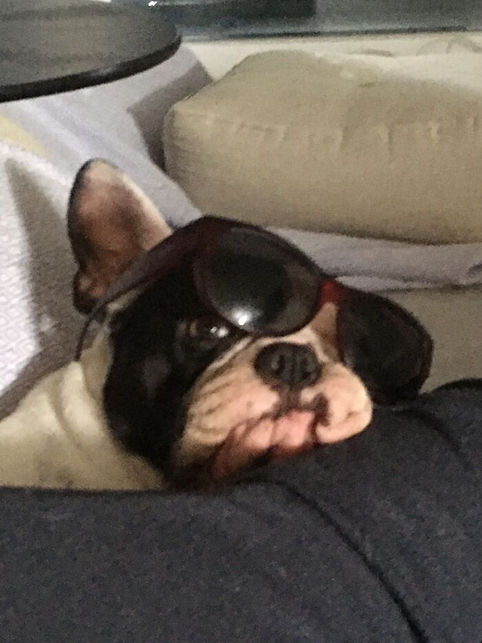 Share Unflattering Photos Of Your Pets (Closed) Share Unflattering Photos Of Your Pets (Closed)