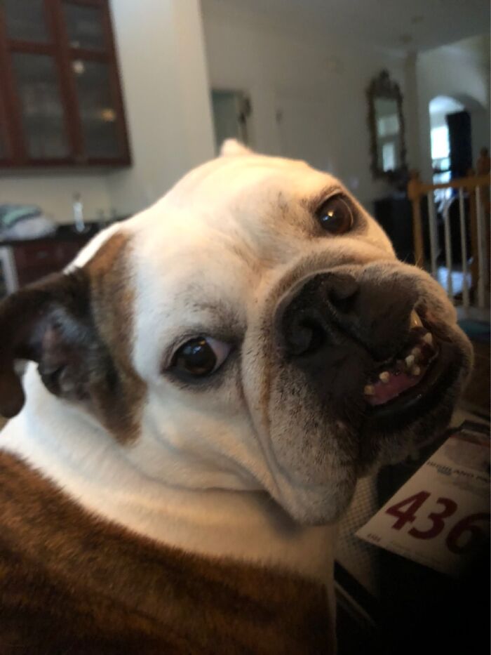 Share Unflattering Photos Of Your Pets (Closed) Share Unflattering Photos Of Your Pets (Closed)