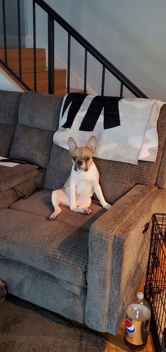 Share Unflattering Photos Of Your Pets (Closed) Share Unflattering Photos Of Your Pets (Closed)