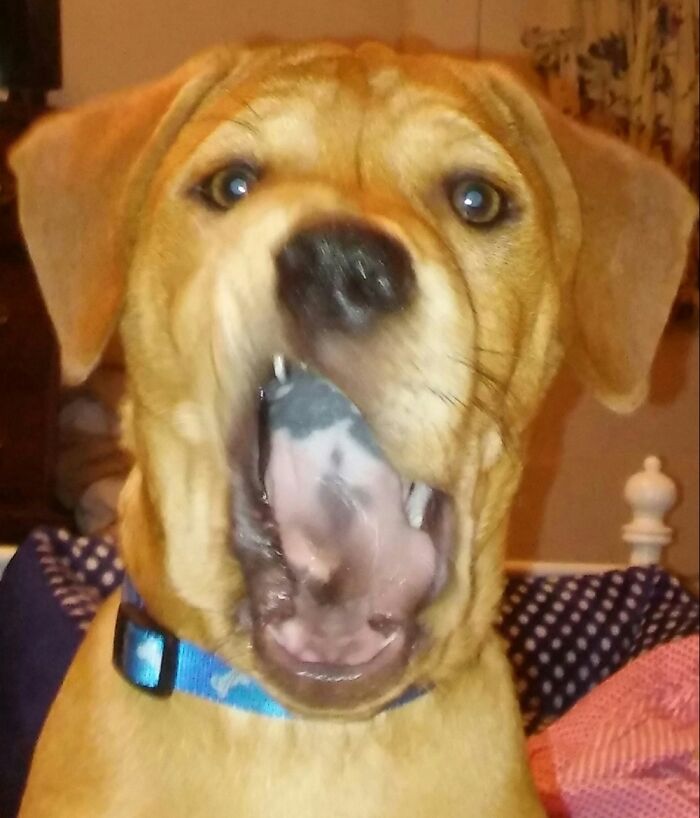 Share Unflattering Photos Of Your Pets (Closed) Share Unflattering Photos Of Your Pets (Closed)