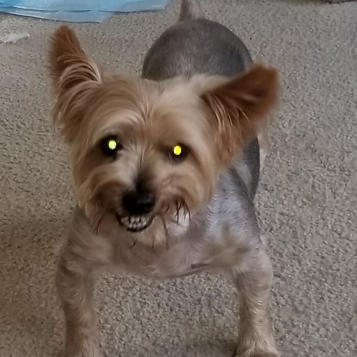 Share Unflattering Photos Of Your Pets (Closed) Share Unflattering Photos Of Your Pets (Closed)