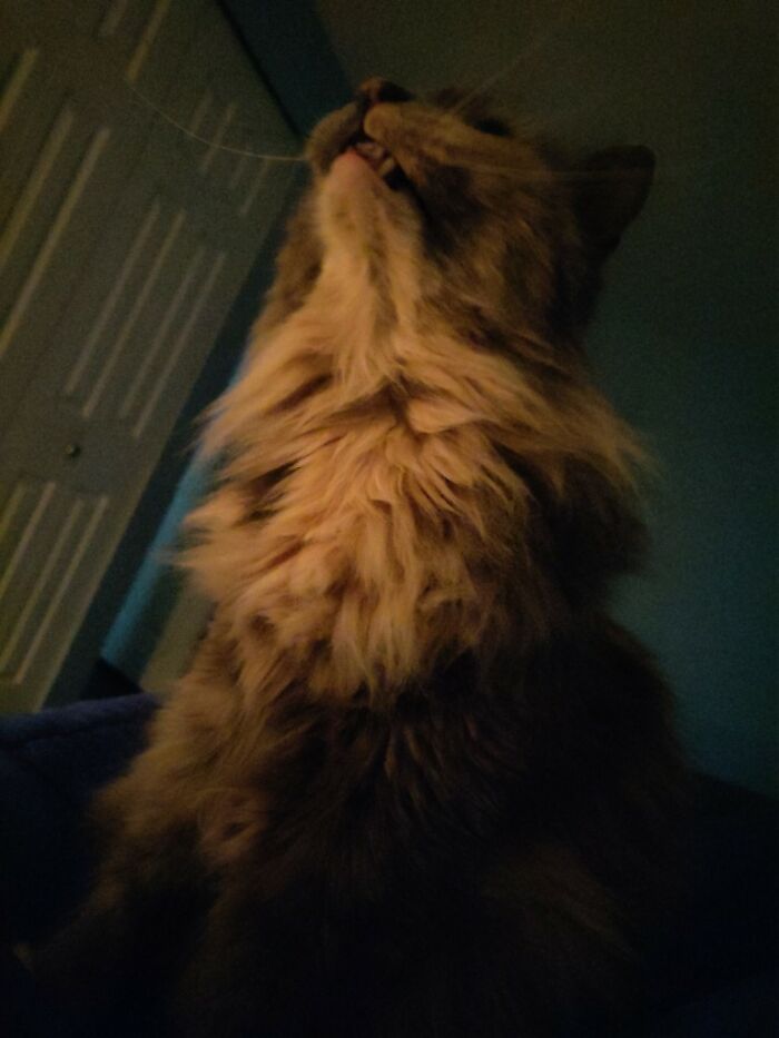 Share Unflattering Photos Of Your Pets (Closed) Share Unflattering Photos Of Your Pets (Closed)