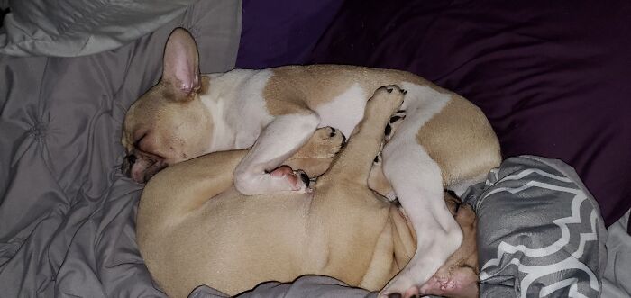 Share Unflattering Photos Of Your Pets (Closed) Share Unflattering Photos Of Your Pets (Closed)