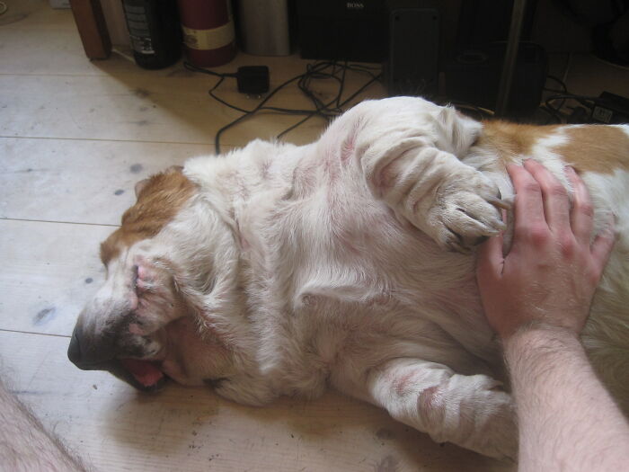 Share Unflattering Photos Of Your Pets (Closed) Share Unflattering Photos Of Your Pets (Closed)