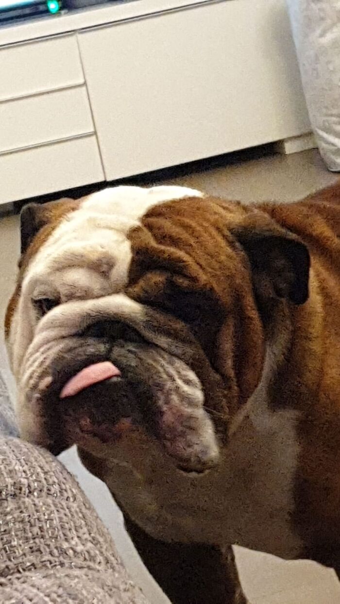 Share Unflattering Photos Of Your Pets (Closed) Share Unflattering Photos Of Your Pets (Closed)