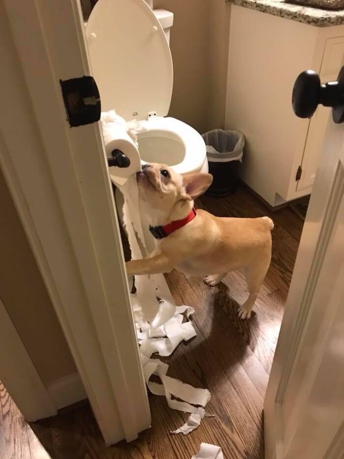 Share Unflattering Photos Of Your Pets (Closed) Share Unflattering Photos Of Your Pets (Closed)