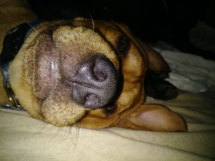 Share Unflattering Photos Of Your Pets (Closed) Share Unflattering Photos Of Your Pets (Closed)