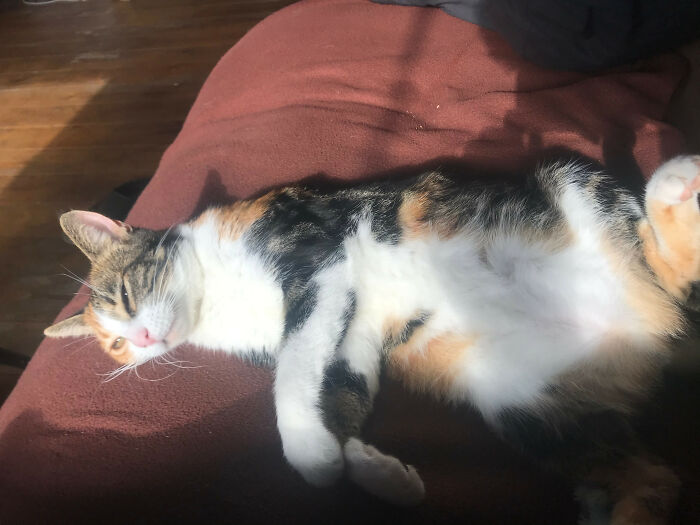 Share Unflattering Photos Of Your Pets (Closed) Share Unflattering Photos Of Your Pets (Closed)