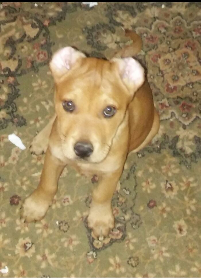 Share Unflattering Photos Of Your Pets (Closed) Share Unflattering Photos Of Your Pets (Closed)