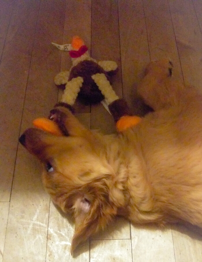 Share Unflattering Photos Of Your Pets (Closed) Share Unflattering Photos Of Your Pets (Closed)