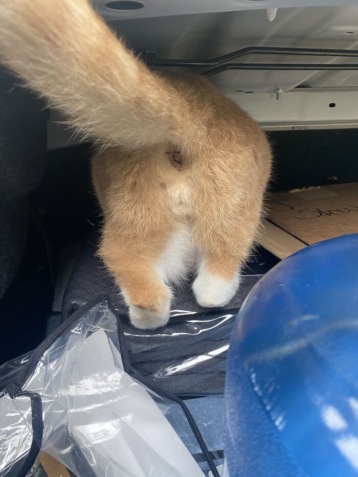 Share Unflattering Photos Of Your Pets (Closed) Share Unflattering Photos Of Your Pets (Closed)