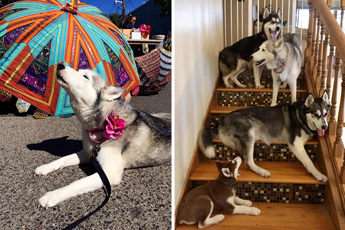 30 Of The Most Wholesome Responses To The ‘Didn’t Want A Dog’ Challenge 30 Of The Most Wholesome Responses To The ‘Didn’t Want A Dog’ Challenge